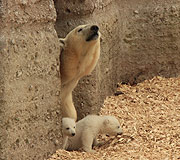 erst mal schnuppert Giovanna, ob die Luft rein ist .... (©Foto: Martin Schmitz)